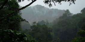 UGANDA  RWANDA - goryle we mgle z trekingiem na Margarite Peak